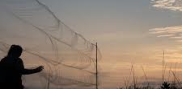 Mist-Nets